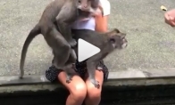 Kuo baigėsi merginos fotosesija su mielomis beždžionėlėmis