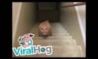 Apvalus kačiukas lipa laiptais
