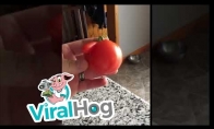 Tai tikrai vyriškas pomidoras