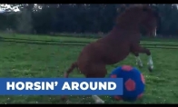 Arklys žaidžia su dideliu kamuoliu