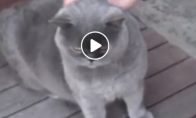 Katinas skleidžia keistą garsą