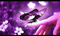 10 Faktų apie drugelius