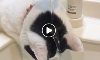Vanduo bėga ant katino galvos