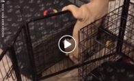 Šunytis pabėga iš "kalėjimo"