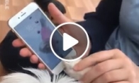 Šuo atrakina telefoną savo pėdute