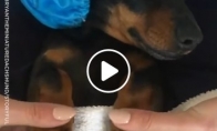 Šunytis mėgaujasi pėdų masažu