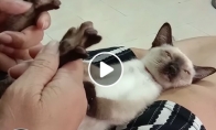 Katinas negali atsidžiaugti pėdų masažu
