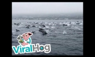 Šimtai delfinų vienoje vietoje