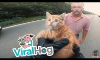 Vairuotojai išgelbėja katinuką, pasimetusį ant kelio