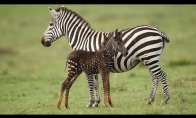 Labai retas zebro jauniklis