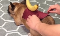 Šunytis ant kurio galima balancuoti daiktus ir demonstruoti triukus