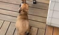 Šunytis sveikina šeimininką sugrįžus namo